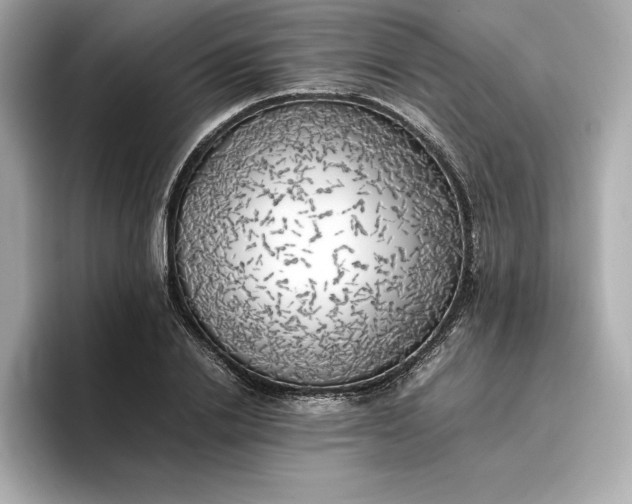 X0000096960838200802221340