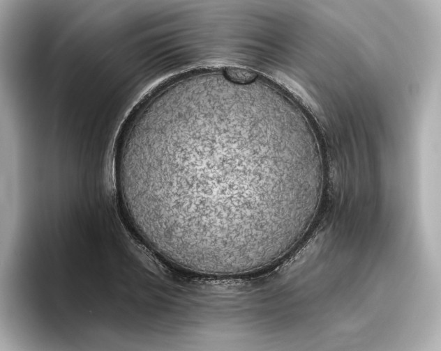 X0000096960934200802221339