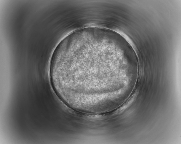 X0000096960957200802221339