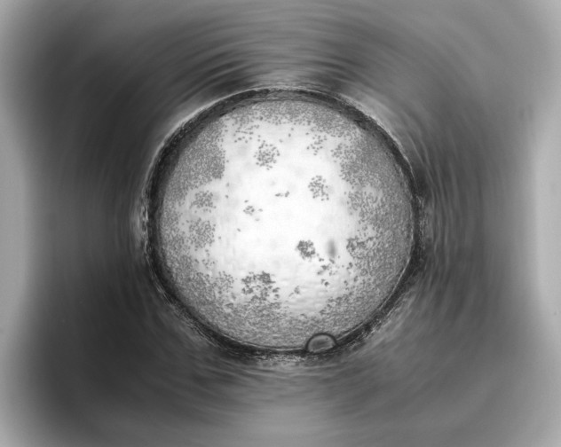 X0000096960971200802221339