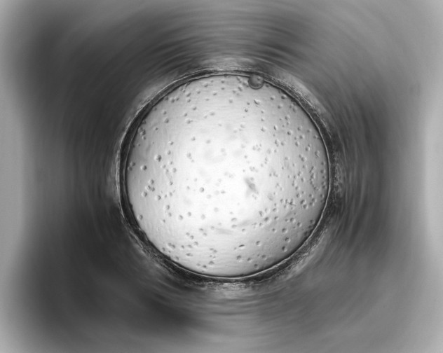 X0000096960986200802221339