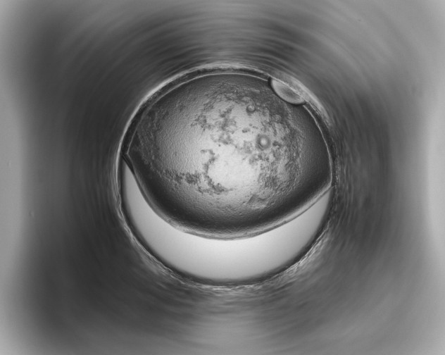 X0000096960988200802221339