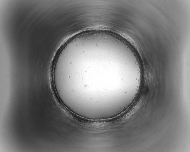 X0000096960989200802221339