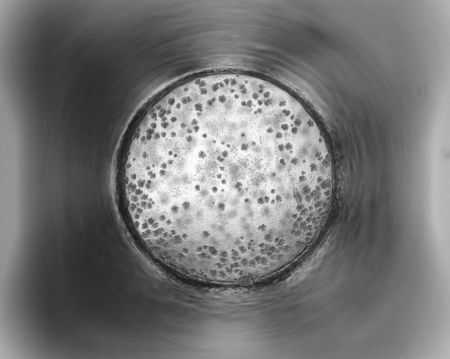 X0000096960991200802221338