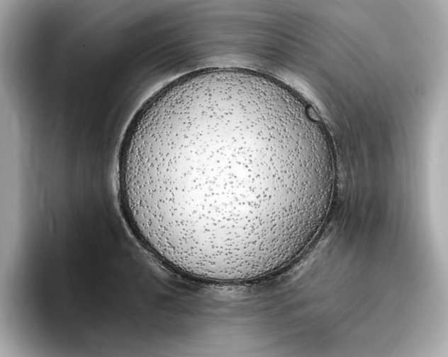 X0000096961040200802221338