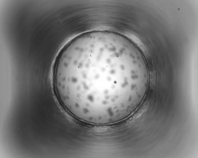 X0000096961046200802221338