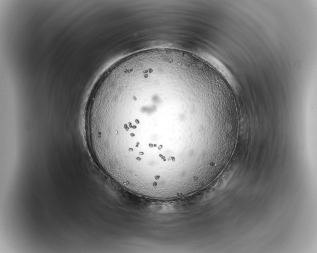 X0000096961051200802221338