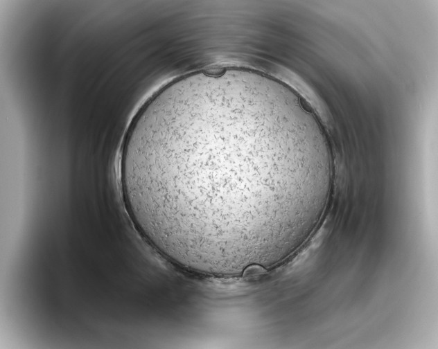 X0000096961198200802221336