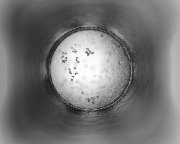 X0000096961215200802221335