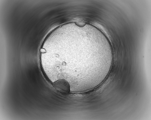 X0000096961235200802221336