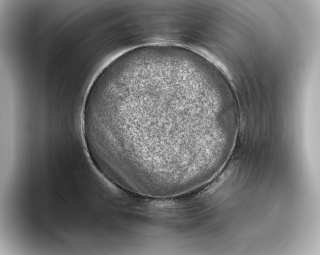 X0000096961239200802221336