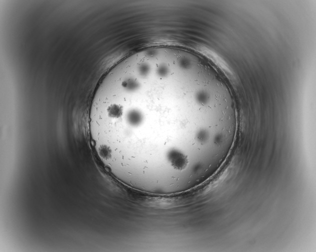 X0000096961241200802221336