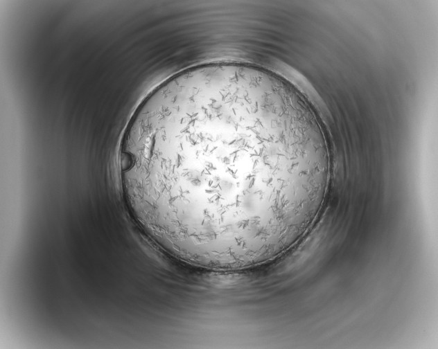 X0000096961242200802221336