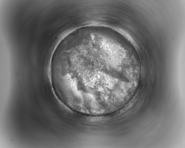 X0000096961247200802221336