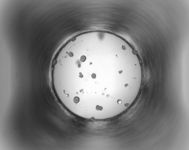 X0000096961294200802221335