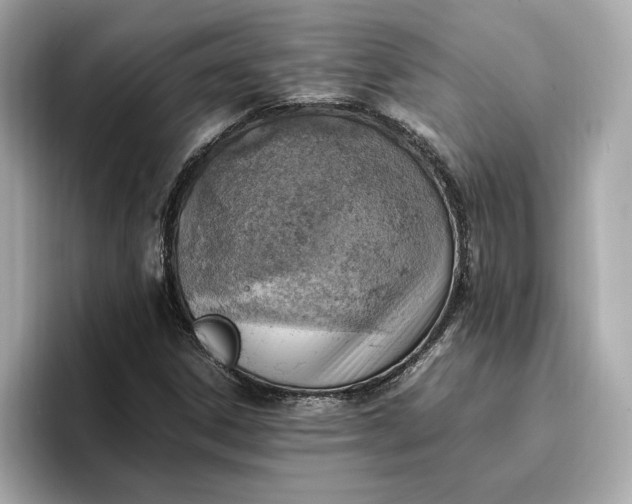 X0000096961306200802221334