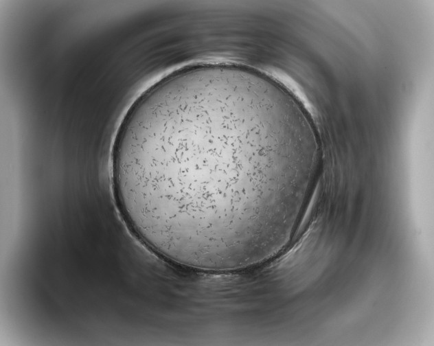 X0000096961335200802221334