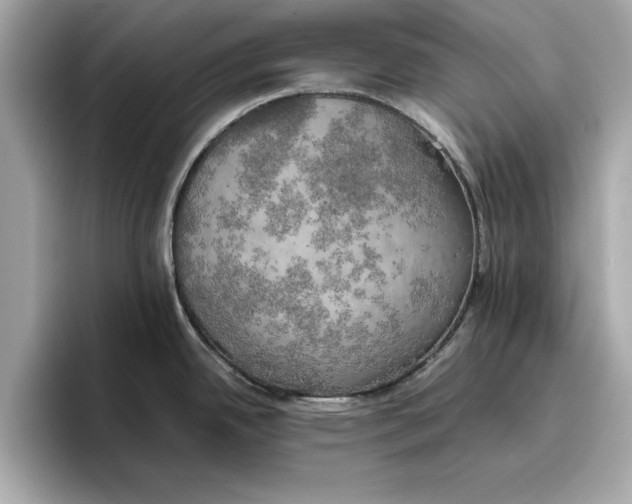 X0000096961342200802221334