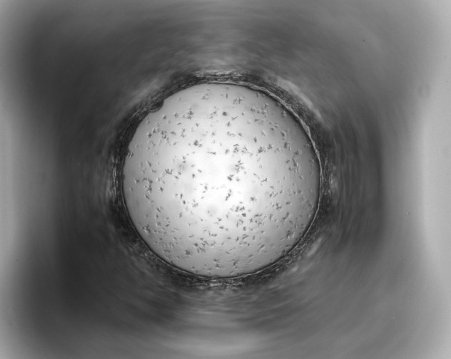 X0000096961350200802221334