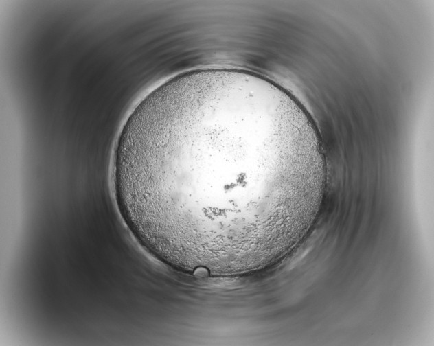 X0000096961387200802221333