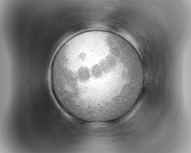 X0000096961391200802221333