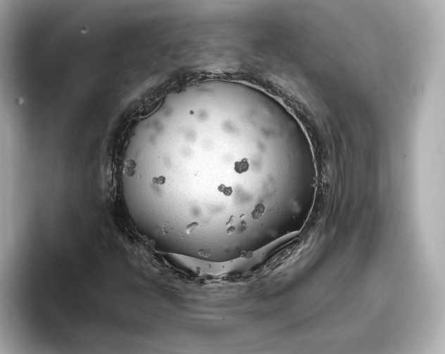 X0000096961398200802221333