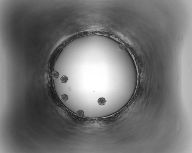 X0000096961400200802221333