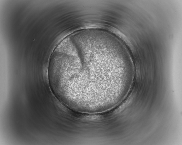 X0000096961417200802221333