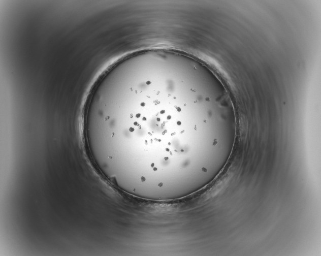 X0000096961424200802221333