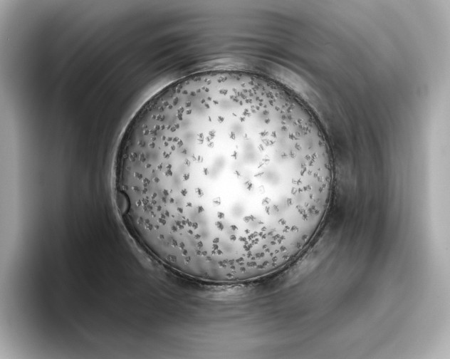 X0000096961426200802221333