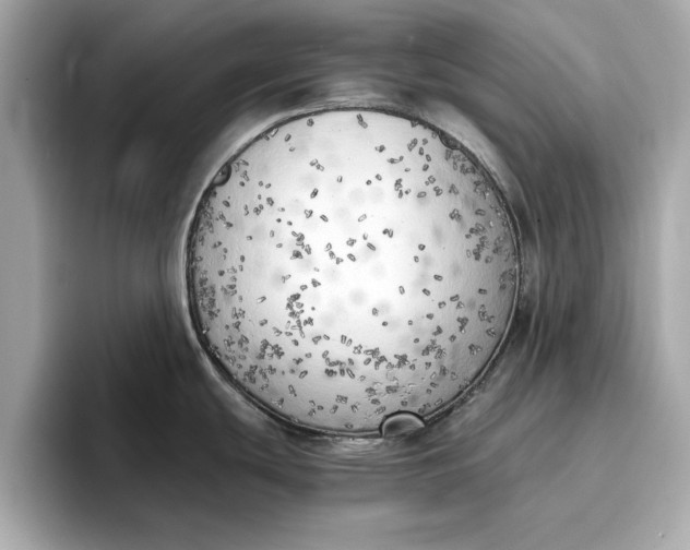 X0000096961439200802221333