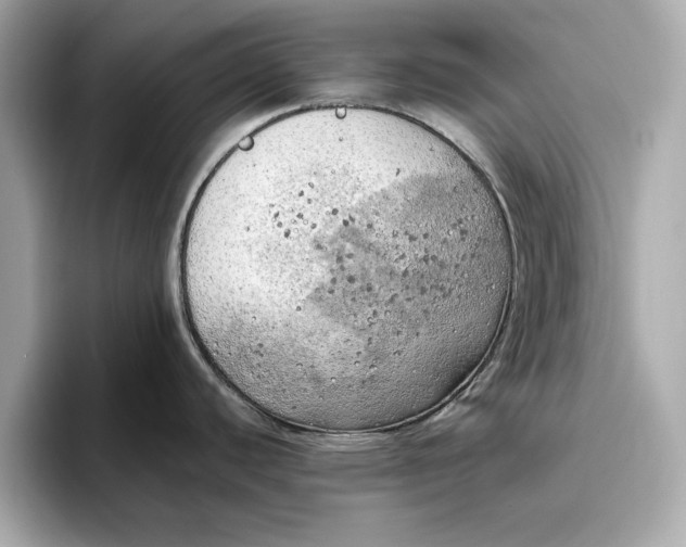 X0000096961440200802221333