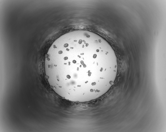 X0000096961446200802221333