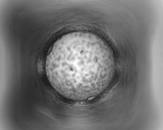 X0000096961490200802221331