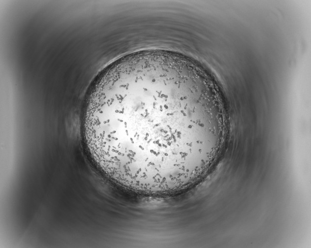 X0000096961505200802221332