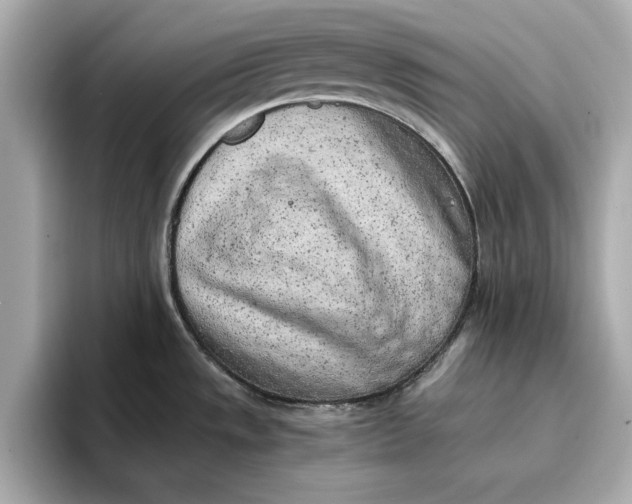 X0000096961533200802221332