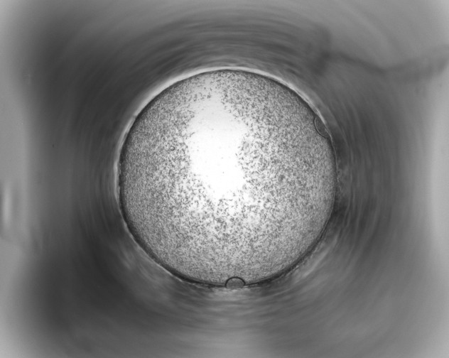 X0000096961535200802221332