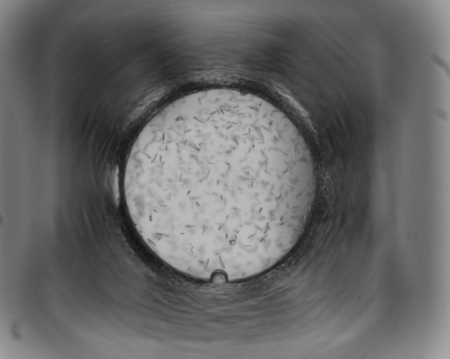 X0000096960020200802291132