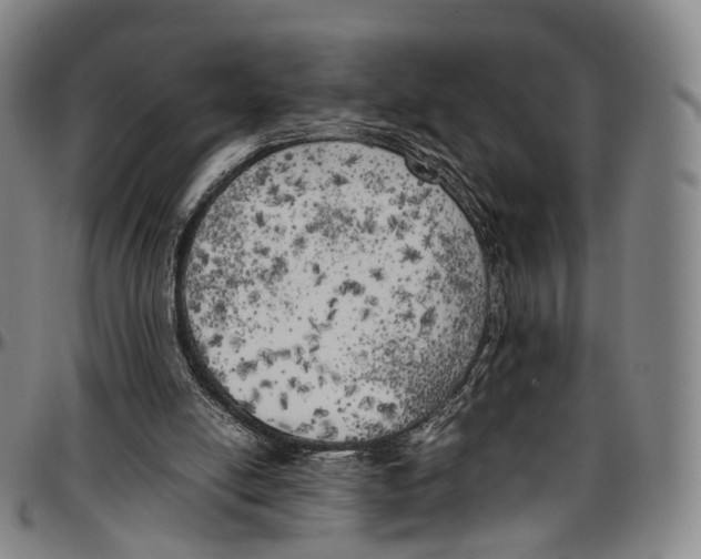 X0000096960054200802291131