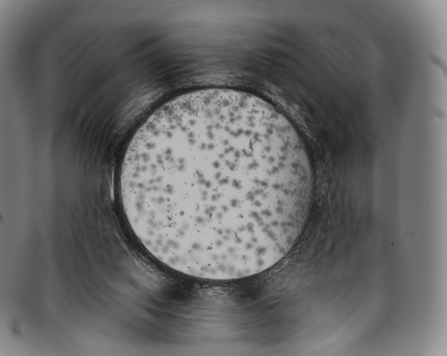 X0000096960062200802291131