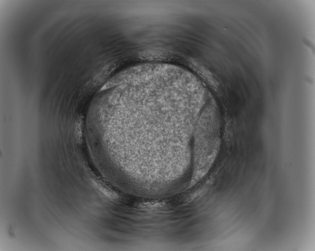 X0000096960065200802291131