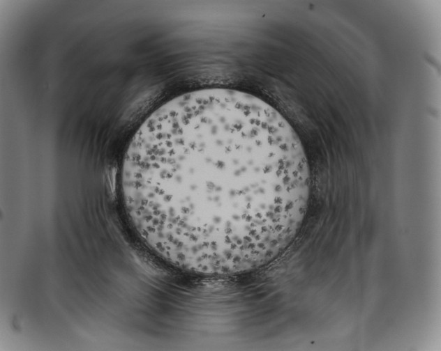 X0000096960070200802291131