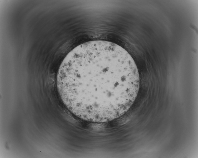 X0000096960085200802291131