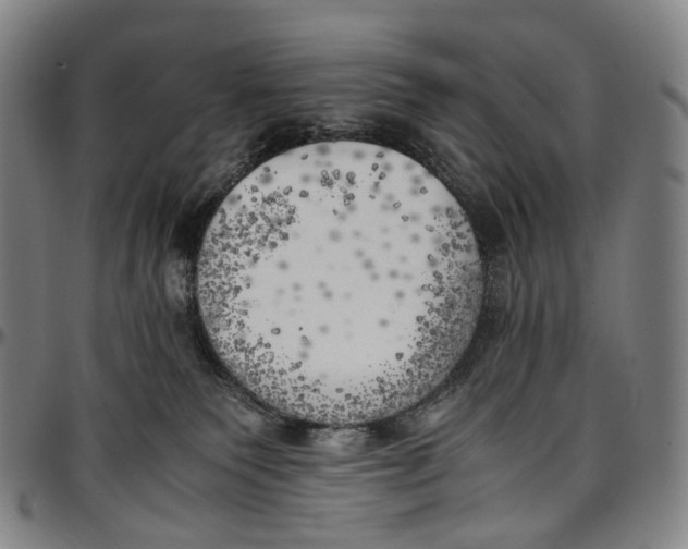 X0000096960135200802291130