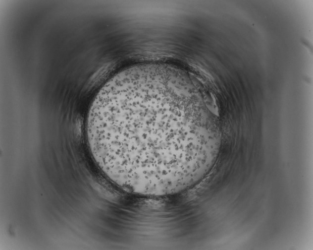 X0000096960166200802291130