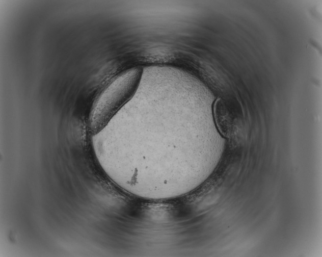 X0000096960268200802291128