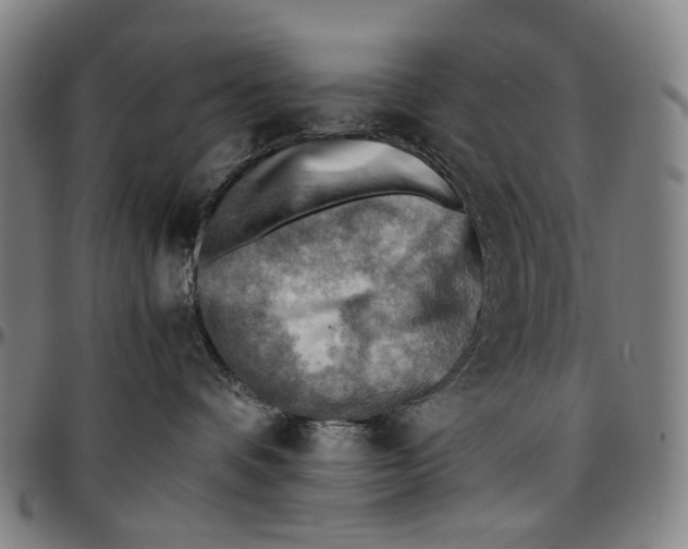 X0000096960336200802291127