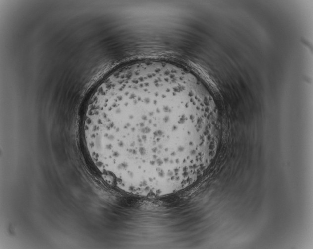 X0000096960346200802291126