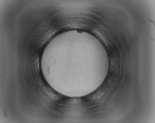 X0000096960398200802291126