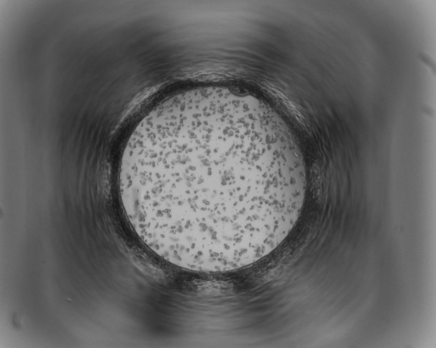 X0000096960400200802291126